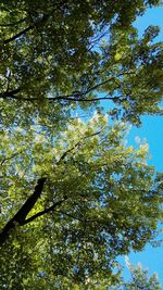 Low angle view of trees in forest against sky