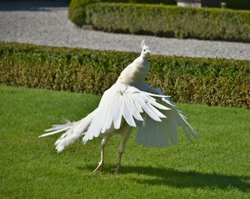 White swan on grass