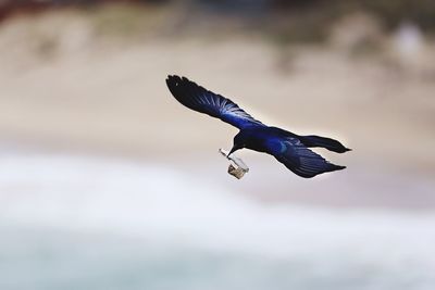 Bird flying in the sky