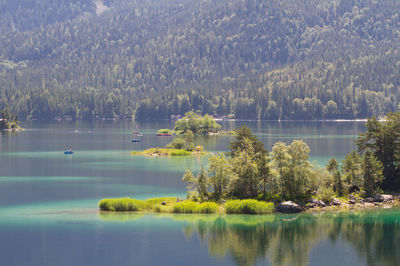 Scenic view of lake by trees in forest