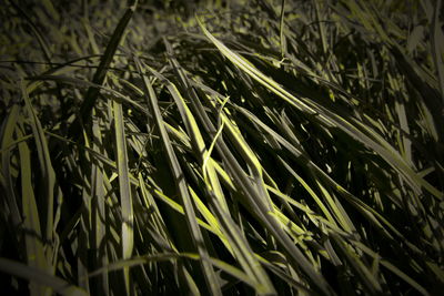 Full frame shot of corn field