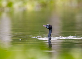 Cormorant  swimming in lake hungry for a meal