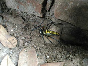 Close-up of insect on wall