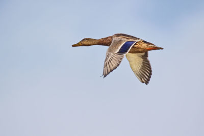 Low angle view of mallard duck flying against clear sky