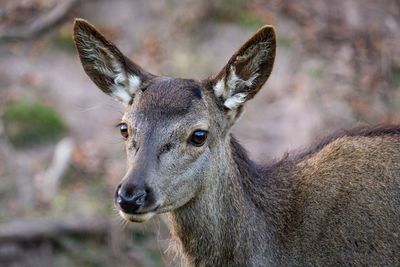 Close-up portrait of deer