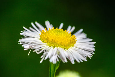 Close-up of white daisy flower