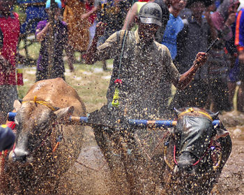 Man riding cows at cow race competition