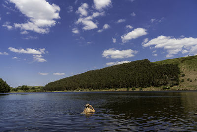 View of ducks in lake