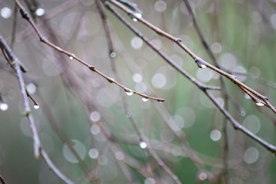 Close-up of wet branch