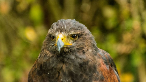 Close-up portrait of owl