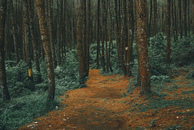 Trees growing in forest during autumn