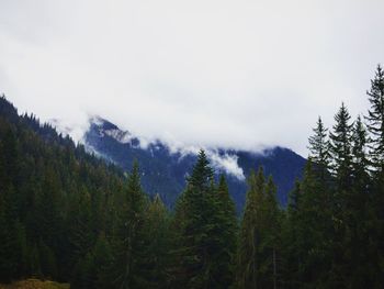 Scenic view of pine trees against sky