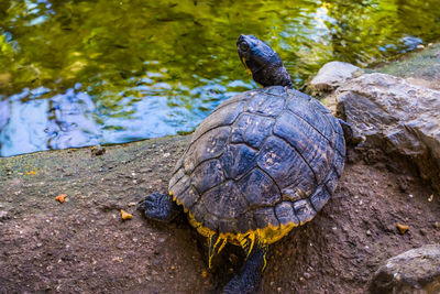 Close-up of turtle in water