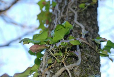 Close-up of ivy growing on tree trunk