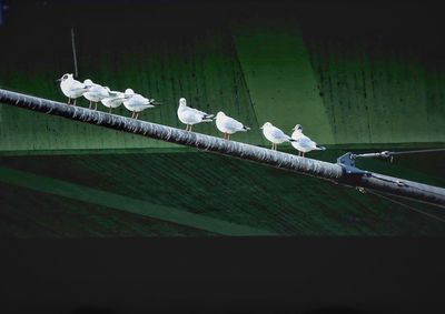 Close-up of birds perching on cable