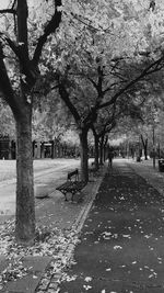 Shadow of trees on water