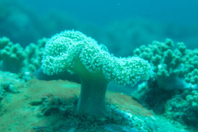 Soft coral in tenggol island