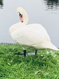 View of swan in lake