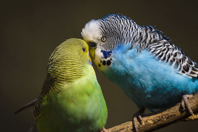 Close-up of parakeets perching on branch