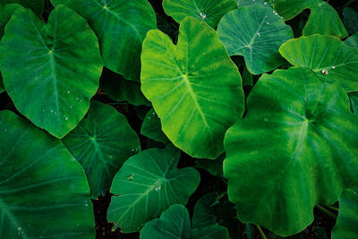 Full frame shot of green leaves