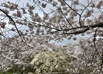 Low angle view of flower tree against sky