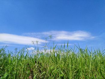 Plants growing on field against sky