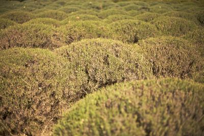 View of crop in field