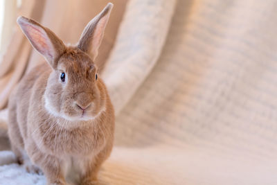 Close-up of rabbit indoors 