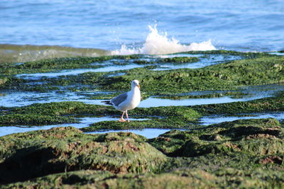 Seagull perching at beach