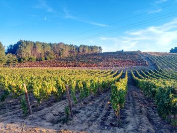Scenic view of vineyard against sky
