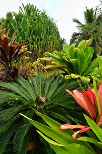 Close-up of palm leaves