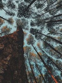 Low angle view of trees against sky