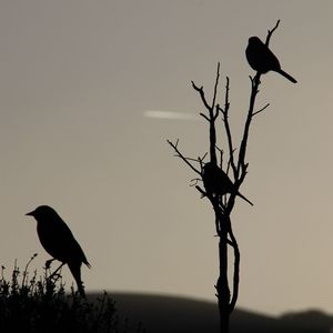 Low angle view of birds perching on tree