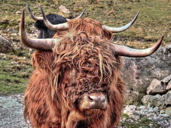 Close-up of cow standing on grass