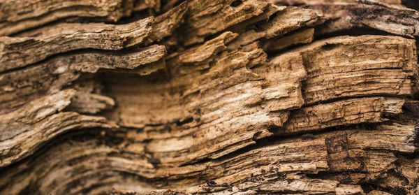 Close-up of tree trunk