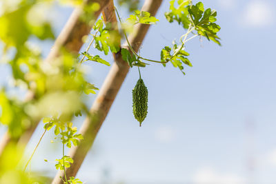 Bitter gourd hanging in plant in vegetable farm.