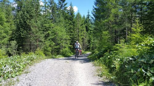 Man riding bicycle amidst trees on road at forest