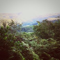 Scenic view of forest against sky
