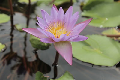 Close-up of lotus water lily in lake