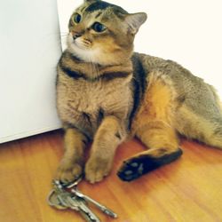 Cat looking away