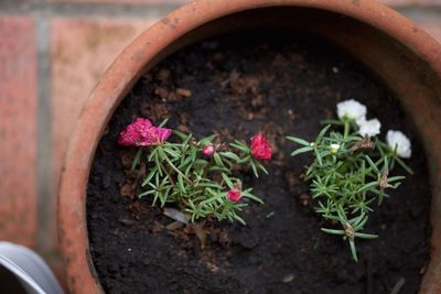 Close-up of potted plant in yard