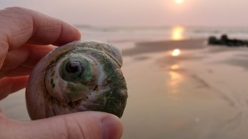Cropped image of hand holding seashell at beach during sunset