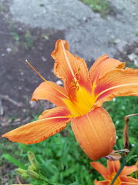 Close-up of orange day lily blooming outdoors