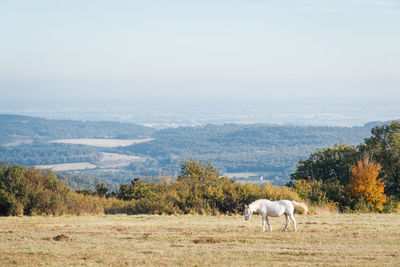 Sheep grazing on field against sky