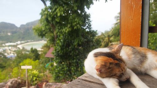 Close-up of a cat resting on a tree