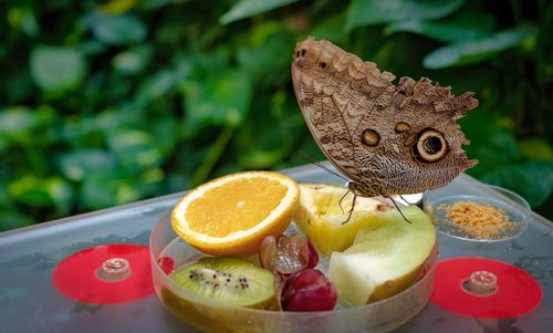 Close-up of fruits in plate on table