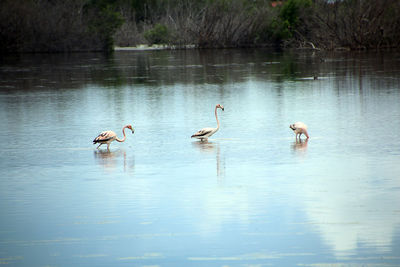 Swans swimming in lake