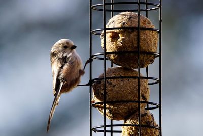 Low angle view of bird perching on tree