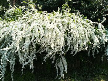 Close-up of frozen plants against blurred background