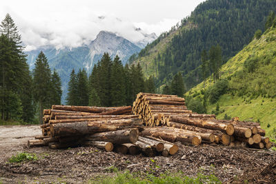 Stack of logs in forest